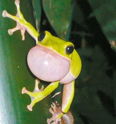 ̨��ȱˮӰ��������������ܳٲ����٣�ͼ��