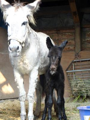 ��¿���º�ë����է����Ϊ�������ӣ�ͼ��