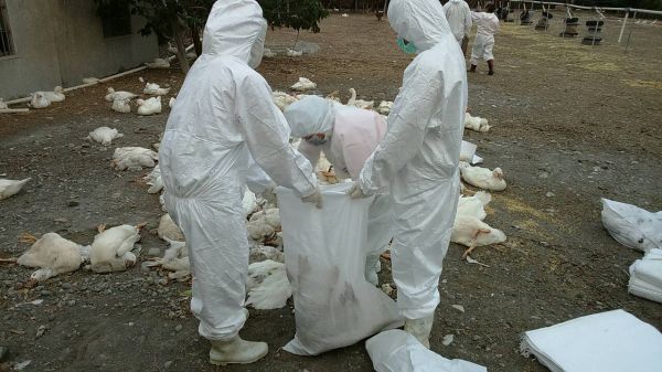 天气不稳致彰化县禽流感再起。(图片来源:台湾中广新闻网) 天气不稳致彰化县禽流感再起。(图片来源:台湾中广新闻网)