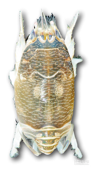 台湾发现新物种“台湾鼠蝉蟹”(图)