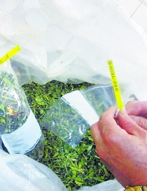 高雄“问题茶”农药残留超标120倍(图)