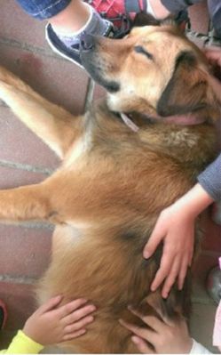 流浪狗变校犬陪伴学童 和校龟成好友(图) 流浪狗变校犬陪伴学童 和校龟成好友(图)