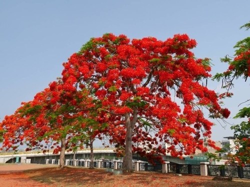 台南花开满城 凤凰花、阿勃勒争相竞艳(图) 台南花开满城 凤凰花、阿勃勒争相竞艳(图)