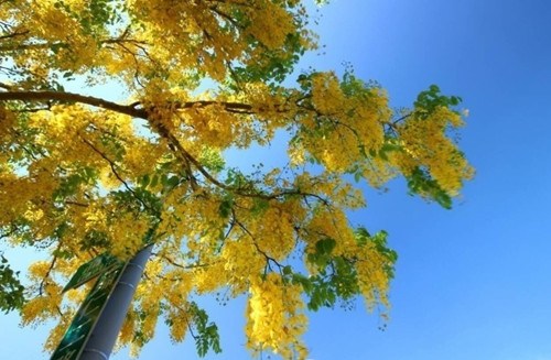 台南花开满城 凤凰花、阿勃勒争相竞艳(图) 台南花开满城 凤凰花、阿勃勒争相竞艳(图)