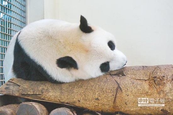 ��̨����èԲԲ����̥��1�����ڽ���(ͼ)