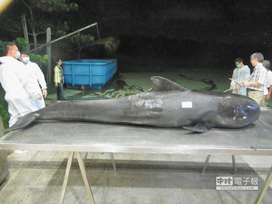 �׾���ǳ���� 10������������θ(ͼ)