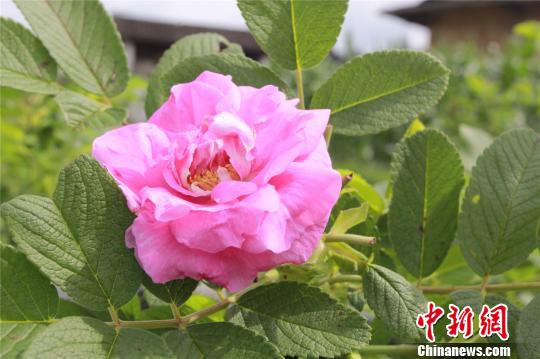 台胞夫妇与南靖云水谣的“玫瑰之约”(图) 台胞夫妇与南靖云水谣的“玫瑰之约”(图)