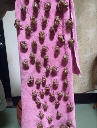 毛巾晾外面一夜 挂满蝉蜕(图) 毛巾晾外面一夜 挂满蝉蜕(图)