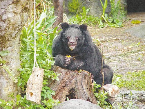 台北动物园黑熊重伤饲养员 12年来最严重(图) 台北动物园黑熊重伤饲养员 12年来最严重(图)