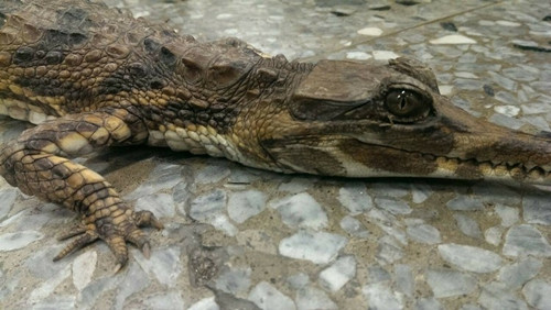 男子意外发现疑似蜥蜴车灯一照竟是“鳄鱼”(图)