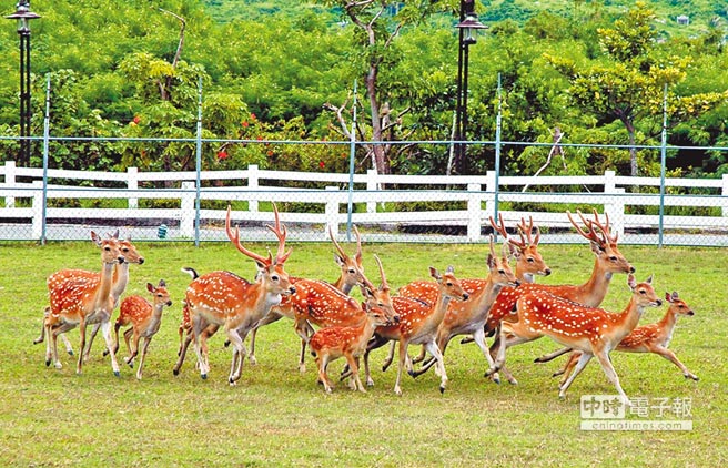 恒春梅花鹿复育有成却造成人畜空间大战,掀起一股结扎声浪 恒春梅花鹿复育有成却造成人畜空间大战,掀起一股结扎声浪
