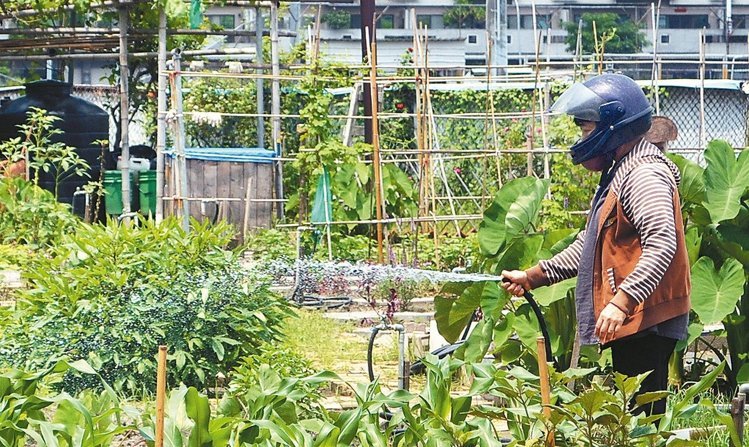 台南登革热疫情延烧,位在感染热区的民众到菜园浇水,长裤、长袖还不够,连全罩式安全帽都上场。(《联合报》 郑惠仁摄) 台南登革热疫情延烧,位在感染热区的民众到菜园浇水,长裤、长袖还不够,连全罩式安全帽都上场。(《联合报》 郑惠仁摄)