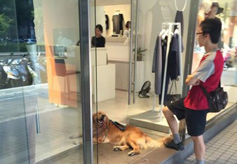 金毛蹭店家冷气“赖着不走” 吐舌歪头萌翻网友(图) 金毛蹭店家冷气“赖着不走” 吐舌歪头萌翻网友(图)