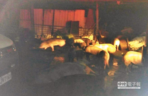 台湾一猪舍内馊水油助燃300头猪火场大逃亡(图)