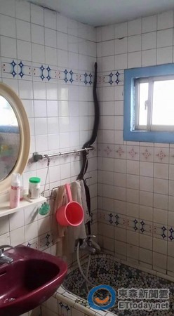 这只蛇实在是大到让所有人都吓坏了。(图/网友潘冠宇提供) 这只蛇实在是大到让所有人都吓坏了。(图/网友潘冠宇提供)