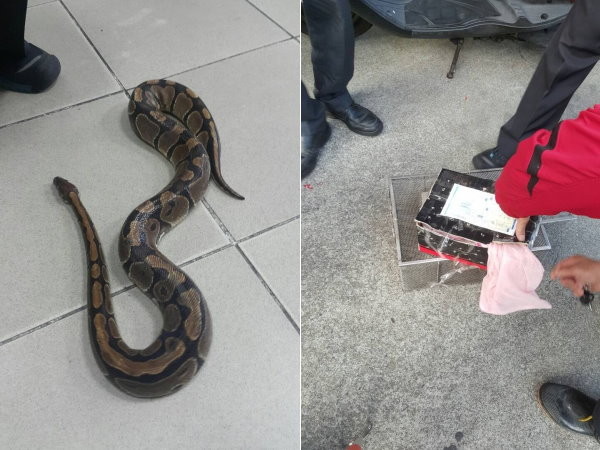 Ьװ߷űլ ߴܳͷɵԱ