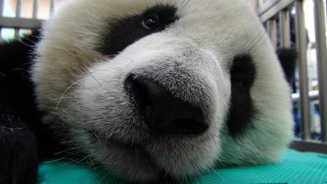 “圆仔”体检误吞针头,目前已顺利排出健康无碍。(图/《中时电子报》) “圆仔”体检误吞针头,目前已顺利排出健康无碍。(图/《中时电子报》)