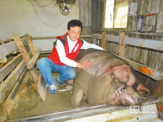 台湾三峡神猪赛秤重结果出炉1306台斤称霸(图)