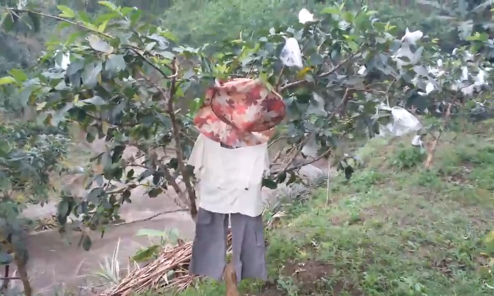 台湾猕猴猖獗 偷吃水果拉大便惹怒果农 台湾猕猴猖獗 偷吃水果拉大便惹怒果农