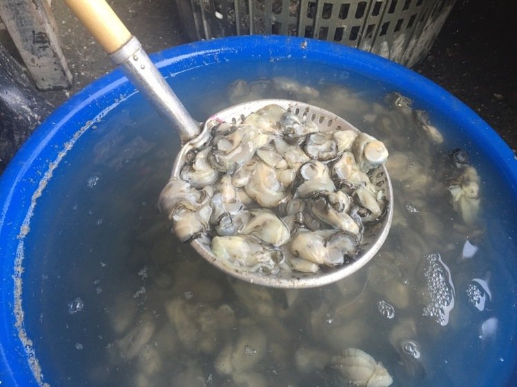 台湾蚵仔1月内罕见降40元 消费者仍呼太贵买不起 台湾蚵仔1月内罕见降40元 消费者仍呼太贵买不起