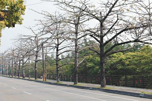 ̨�ж���ľ�޻��⡰��ͷ���������������ͼ��