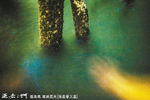 彰化“海底萤火虫”蓝光闪闪似马祖“蓝眼泪”