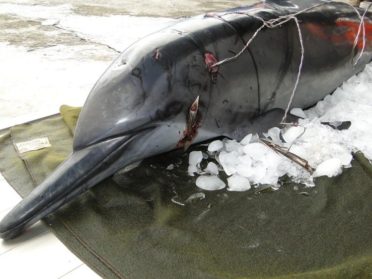 ����һ��������洩ͷ �ο�������Ԯ���Բ���