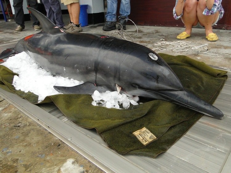 ����һ��������洩ͷ �ο�������Ԯ���Բ���