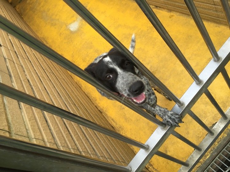 零扑杀政策即将上路,不过,流浪狗仍源源不绝,幸运被放到宠物店爱心橱窗的狗儿等待找家。(图片来源:台湾《联合报》) 零扑杀政策即将上路,不过,流浪狗仍源源不绝,幸运被放到宠物店爱心橱窗的狗儿等待找家。(图片来源:台湾《联合报》)