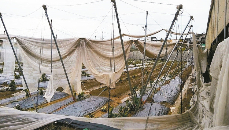 屏东县果农有些网架上次台风被掀,这次又被掀 屏东县果农有些网架上次台风被掀,这次又被掀