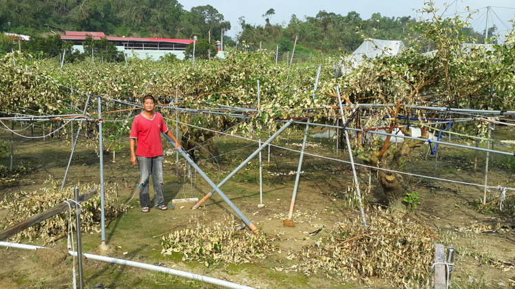 高雄燕巢枣农苏春宝17日一早到枣园察看灾损,温室网子被强风吹走,网架和枣树全面倾倒,他筹不出整修果园的钱,叫苦连天 高雄燕巢枣农苏春宝17日一早到枣园察看灾损,温室网子被强风吹走,网架和枣树全面倾倒,他筹不出整修果园的钱,叫苦连天