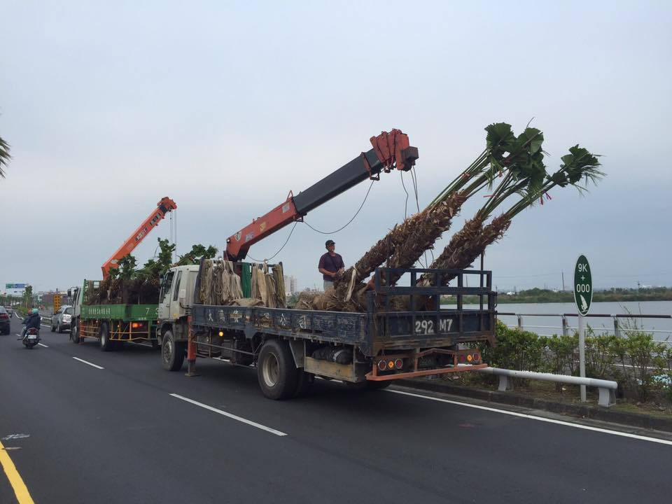 有民众发现屏东东港的公路旁还在种植路树，质疑怎么在台风前夕作业