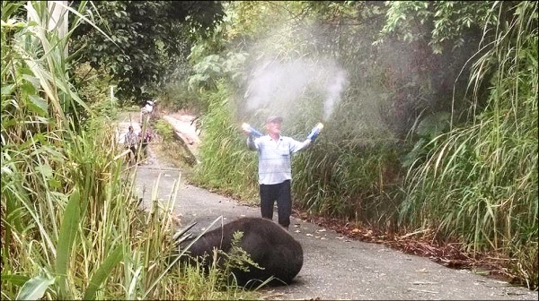 台湾500多公斤水牛,遭虎头蜂活活螫死。(图片来源台媒) 台湾500多公斤水牛,遭虎头蜂活活螫死。(图片来源台媒)