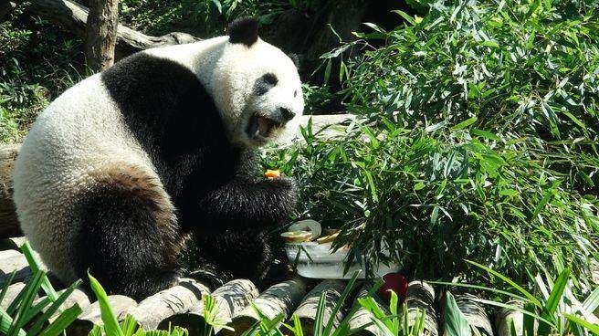 可爱又可口的菜色,“圆仔”开心享用 可爱又可口的菜色,“圆仔”开心享用