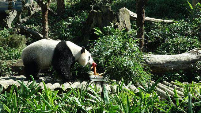 “圆仔”新年特餐的素材有苹果、胡萝卜、葡萄、窝窝头及竹叶等 “圆仔”新年特餐的素材有苹果、胡萝卜、葡萄、窝窝头及竹叶等