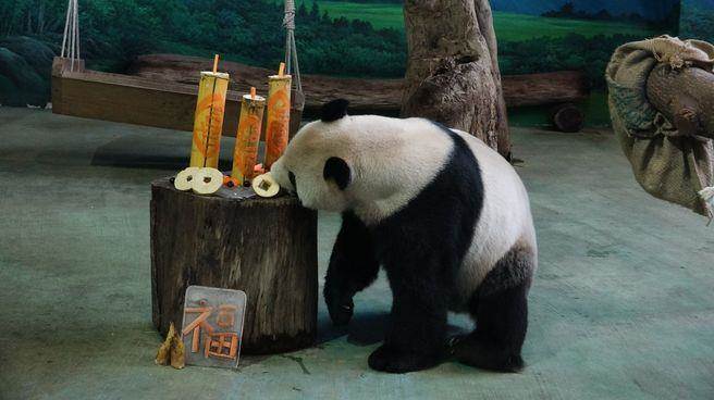 “团团”的新年大餐象征“爆竹一声除旧岁,迎新接福好采头!” “团团”的新年大餐象征“爆竹一声除旧岁,迎新接福好采头!”