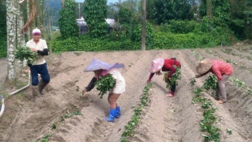 农民叹立春不雨,影响竹山地瓜存活率,若死亡只得补植。台湾《联合报》记者黑中亮/摄影