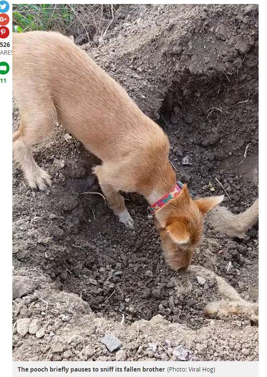狗狗不忍“好兄弟”曝尸野外 用鼻子推土将其埋葬 狗狗不忍“好兄弟”曝尸野外 用鼻子推土将其埋葬