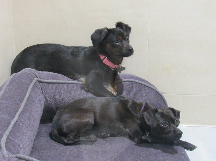 ̨��������¹涨��Υ���涨ʳ��è������߷�25��