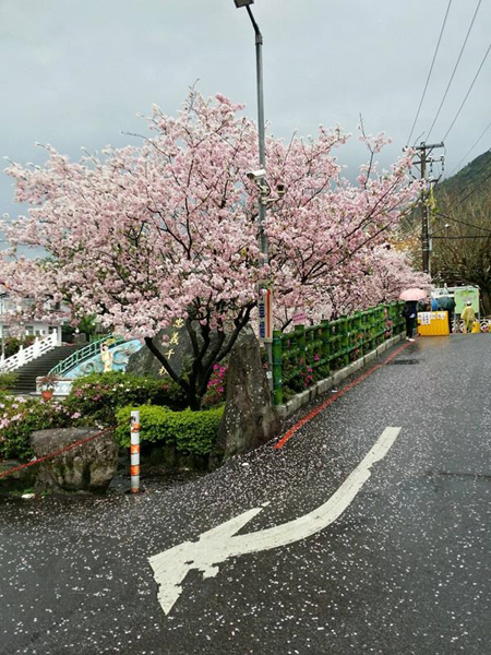 落雨缤纷樱流成河 淡水天元宫粉嫩满开