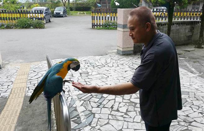 机灵鹦鹉遭遇老鹰空袭 飞到派出所报警求救 机灵鹦鹉遭遇老鹰空袭 飞到派出所报警求救