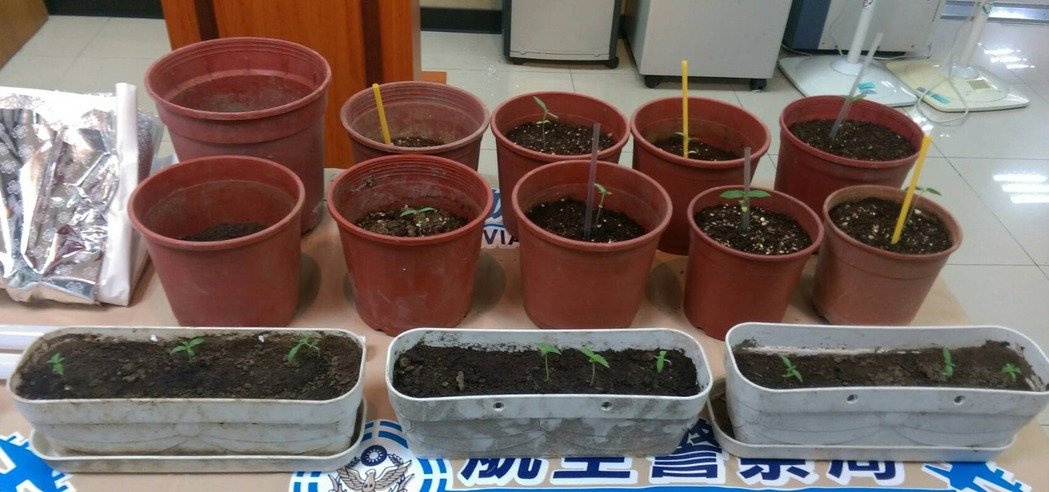 误信吸大麻可抗忧郁症 台湾男子居然…… 误信吸大麻可抗忧郁症 台湾男子居然……