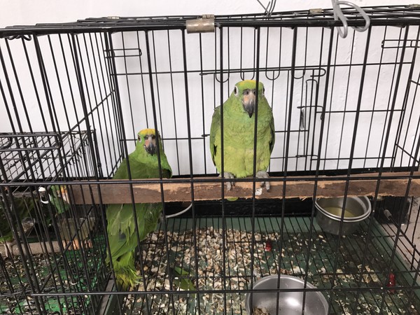 台湾一男子偷18只鹦鹉 被吵的受不了携鹦鹉自首 台湾一男子偷18只鹦鹉 被吵的受不了携鹦鹉自首