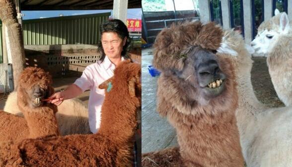 ���ȹ����ա��������οͼ�ͨ�� �޼���䡰˧����