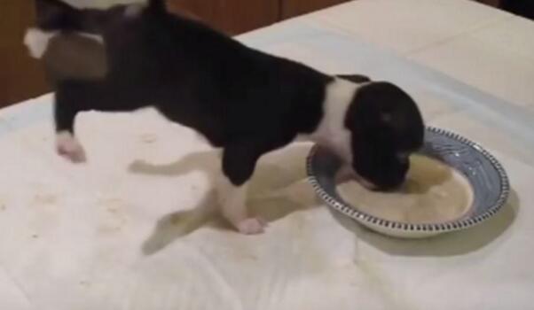 小黄狗吃饭施展"飘浮神功" 双脚举过头180度转半圈 小黄狗吃饭施展"飘浮神功" 双脚举过头180度转半圈