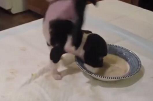 小黄狗吃饭施展"飘浮神功" 双脚举过头180度转半圈 小黄狗吃饭施展"飘浮神功" 双脚举过头180度转半圈