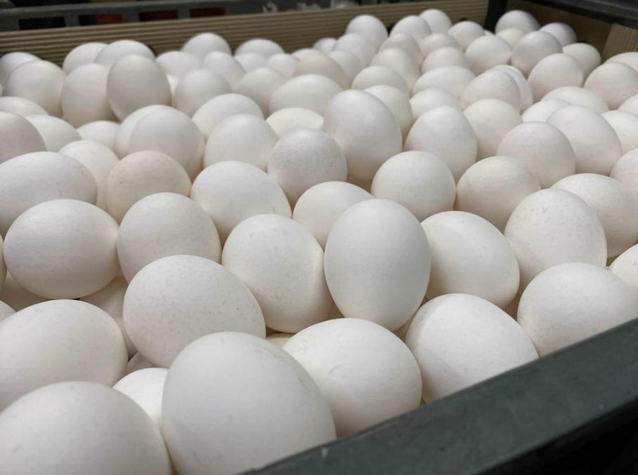 巴西进口蛋相关争议持续延烧。图片来源:台湾“中时新闻网”李柏澔摄。