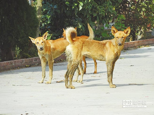 ̨91ũҰҧ ԶȮҪ˷(ͼ)