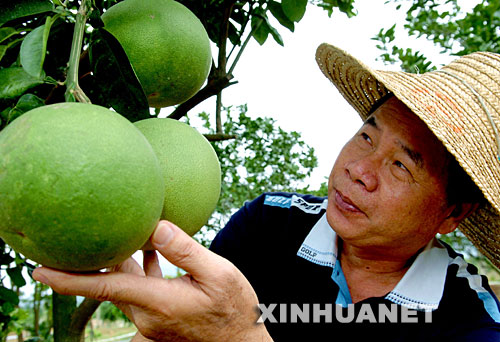 10��10�գ�ׯ��ҫ�ڸ�������Ͽũ����԰�۲��̨�������������ֵ���������� 1999�꣬����á�̨��ʮ��ܳ�ũ�񡱳ƺŵ�̨��ũ��ׯ��ҫ��Ӧ��������½��չ����ũҵ�������ڸ���ʡ�����д����˼�̨�������Ʒ�֡��¼�������������ʾ�����ƹ���һ���������������ũ���D�D�����Ͽũ�������Ž�̨������Ƽ��������������̻ᵱ��ũ���¸������Ը����ׯ��ҫ����������ɳ�һ����ҵ�� �������������롢����Ժ��̨��һϵ�дٽ����������������ݼ�̨��ͬ�������ߴ�ʩ���Ⱥ���׼�ڸ���ʡ�����С������У�����ʡ�Լ�ɽ������������������ʡ�Ĳ�������������Ͽ����ũҵ��������������Ҫ���ݸ��ص��ص�����ƣ�ͨ����̨��ũҵ����Ʒ�֡��Ƚ������͹���������������������顢ʾ�����������ã�ͬʱ��չ������ʽ�Ľ������Ϊ�ٽ�����ũҵ����Ľ������������õ�ƽ̨���ṩ�����ģʽ�;��顣 ���õ����߻���Ϊׯ��ҫ��ҵ�ķ�չ�ṩ�˸��ӹ����Ŀռ䡣��������ׯ��ҫ�������Ƚ��ļ����ͳ������ֲ����������壬�Ⱥ��̨�������ʺϵ�����ֲ�Ļ������������ҡ�â������ʯ���40���Ʒ�֡���񣬺����Ͽũ�����ֵ�̨�������Ʒ������ﵽ2500��Ķ���괴��ֵ1200����Ԫ��ͬʱ�������������ũ���ƹ�̨��������1���Ķ���괴��ֵ4300����Ԫ�������Ͽũ��Ϊ����ũҵ�����뽻�����ƶ�����ũҵ���õķ�չ���˴�ͷʾ�����á� �»������ �Ź��� ��