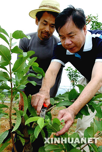 10��10�գ�ׯ��ҫ���򵱵ع�ũ���ڹ����޼������� 1999�꣬����á�̨��ʮ��ܳ�ũ�񡱳ƺŵ�̨��ũ��ׯ��ҫ��Ӧ��������½��չ����ũҵ�������ڸ���ʡ�����д����˼�̨�������Ʒ�֡��¼�������������ʾ�����ƹ���һ���������������ũ���D�D�����Ͽũ�������Ž�̨������Ƽ��������������̻ᵱ��ũ���¸������Ը����ׯ��ҫ����������ɳ�һ����ҵ�� �������������롢����Ժ��̨��һϵ�дٽ����������������ݼ�̨��ͬ�������ߴ�ʩ���Ⱥ���׼�ڸ���ʡ�����С������У�����ʡ�Լ�ɽ������������������ʡ�Ĳ�������������Ͽ����ũҵ��������������Ҫ���ݸ��ص��ص�����ƣ�ͨ����̨��ũҵ����Ʒ�֡��Ƚ������͹���������������������顢ʾ�����������ã�ͬʱ��չ������ʽ�Ľ������Ϊ�ٽ�����ũҵ����Ľ������������õ�ƽ̨���ṩ�����ģʽ�;��顣 ���õ����߻���Ϊׯ��ҫ��ҵ�ķ�չ�ṩ�˸��ӹ����Ŀռ䡣��������ׯ��ҫ�������Ƚ��ļ����ͳ������ֲ����������壬�Ⱥ��̨�������ʺϵ�����ֲ�Ļ������������ҡ�â������ʯ���40���Ʒ�֡���񣬺����Ͽũ�����ֵ�̨�������Ʒ������ﵽ2500��Ķ���괴��ֵ1200����Ԫ��ͬʱ�������������ũ���ƹ�̨��������1���Ķ���괴��ֵ4300����Ԫ�������Ͽũ��Ϊ����ũҵ�����뽻�����ƶ�����ũҵ���õķ�չ���˴�ͷʾ�����á� �»������ �Ź��� ��